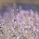 WILD-SAGE-AND-MINT-FRAGRANCE-OIL